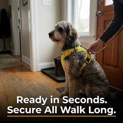 Dog ready for a walk wearing yellow harness by the front door