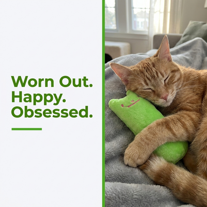 Worn out happy obsessed