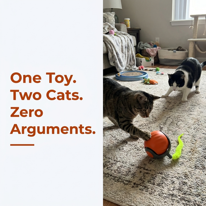 Two cats playing with rolling ball toy together
