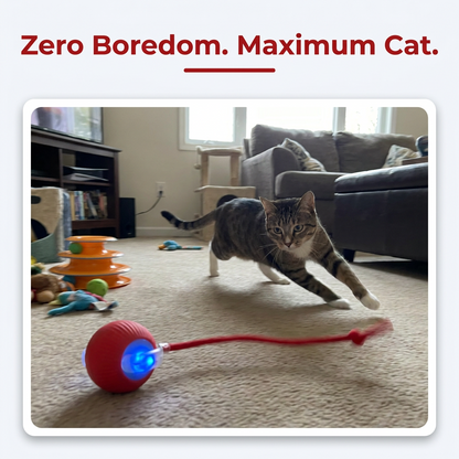 Zero Boredom. Maximum Cat.