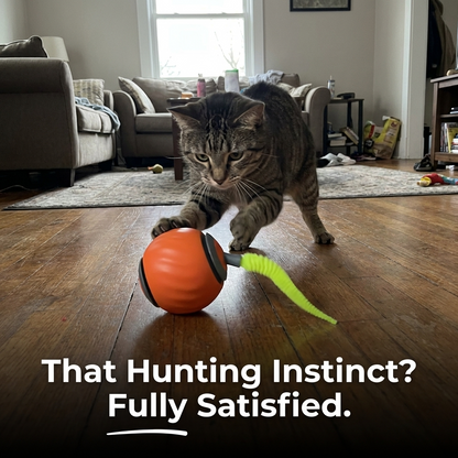 Cat hunting instinct triggered by rolling ball toy