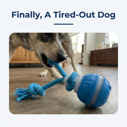 Motion Activated Rolling Ball for Dogs Automatic Interactive Toy