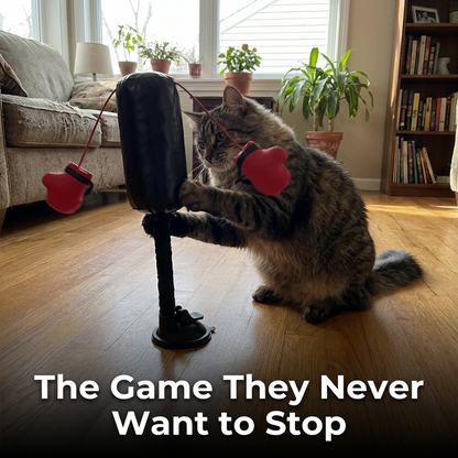 Cat playing with interactive boxing toy in living room