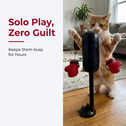 Cat enjoying solo play with boxing toy