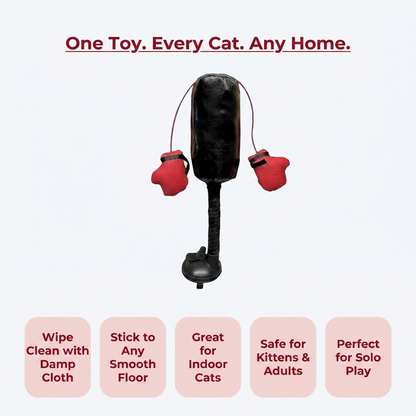 One toy every cat any home infographic