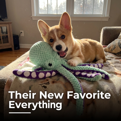 Corgi puppy lying on a blanket while chewing a mint green plush octopus dog toy.