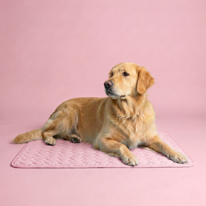 Golden retriever lying on a pink cooling mat against a soft pink studio background
