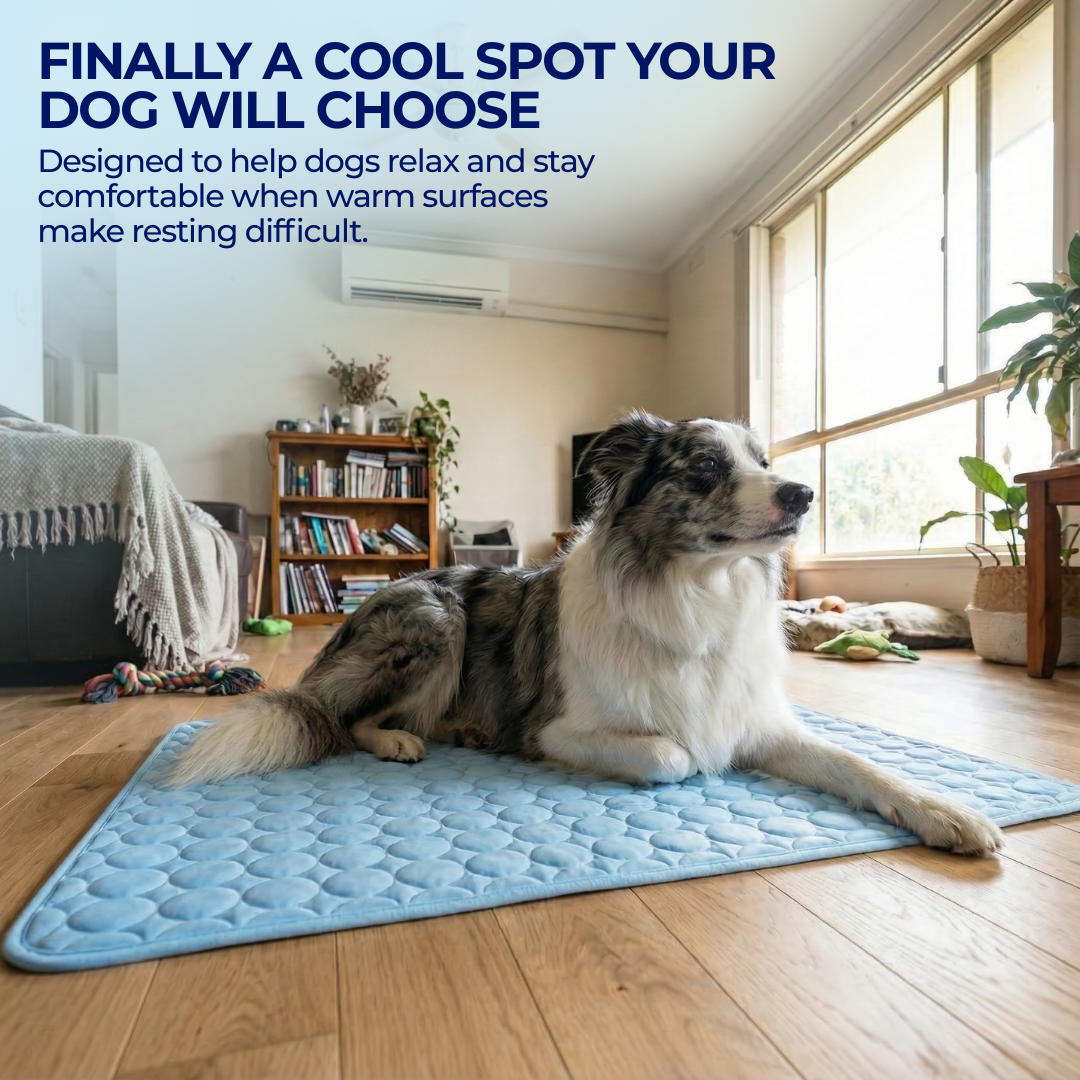 Merle dog relaxing on a blue cooling mat on a wooden floor in a bright living room