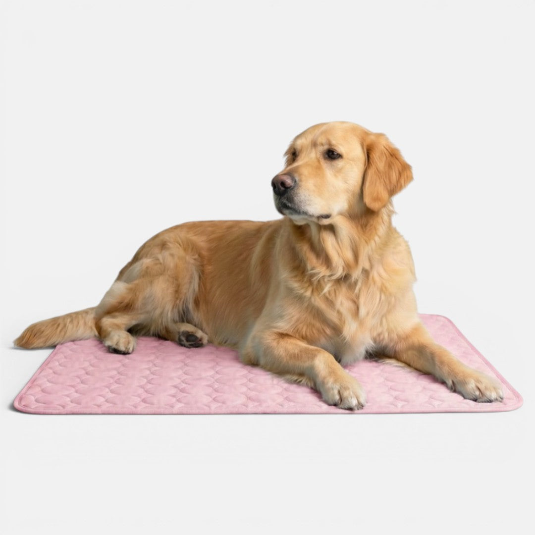 Golden retriever resting on a pink cooling mat on a plain white background