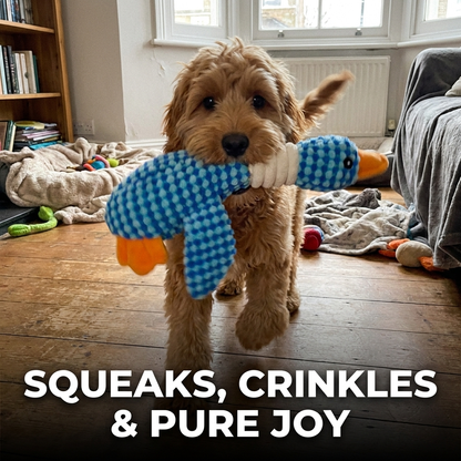 Curly-haired dog holding a blue checkered plush duck toy in its mouth indoors.