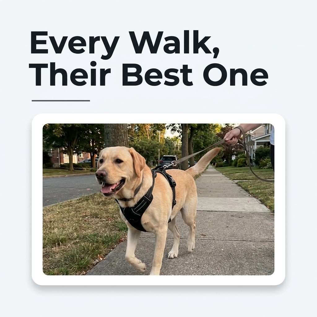 A dog wearing a black vest harness walks confidently along a sidewalk on a leash.