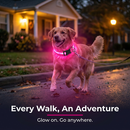 Golden retriever on a leash walking down a suburban street at night wearing a glowing pink LED collar, with the caption Every Walk, An Adventure - Glow on. Go anywhere.
