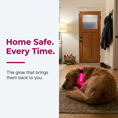 Golden retriever resting on a rug by the front door indoors while wearing a glowing pink LED collar, with the caption Home Safe. Every Time. - The glow that brings them back to you.