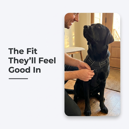 A person fastens a black vest harness onto a dog sitting calmly indoors.