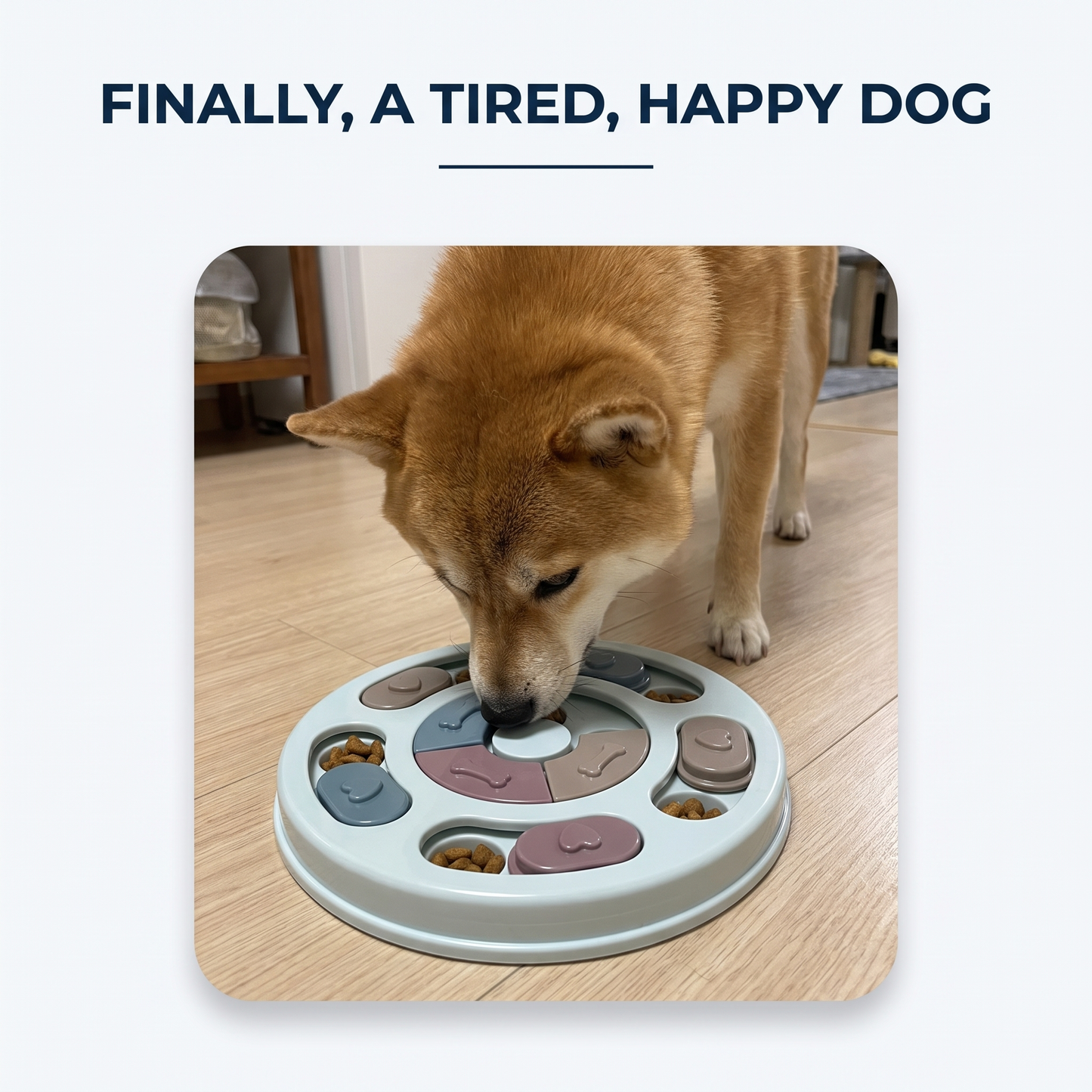 Shiba Inu eating from a light blue slow feeder puzzle bowl on a wood floor