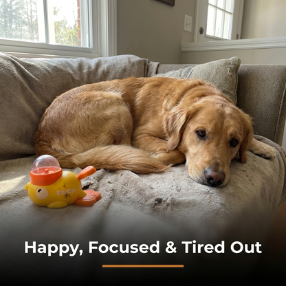 A golden retriever rests calmly on a couch next to the yellow duck treat dispenser toy, below a heading reading Happy, Focused and Tired Out.
